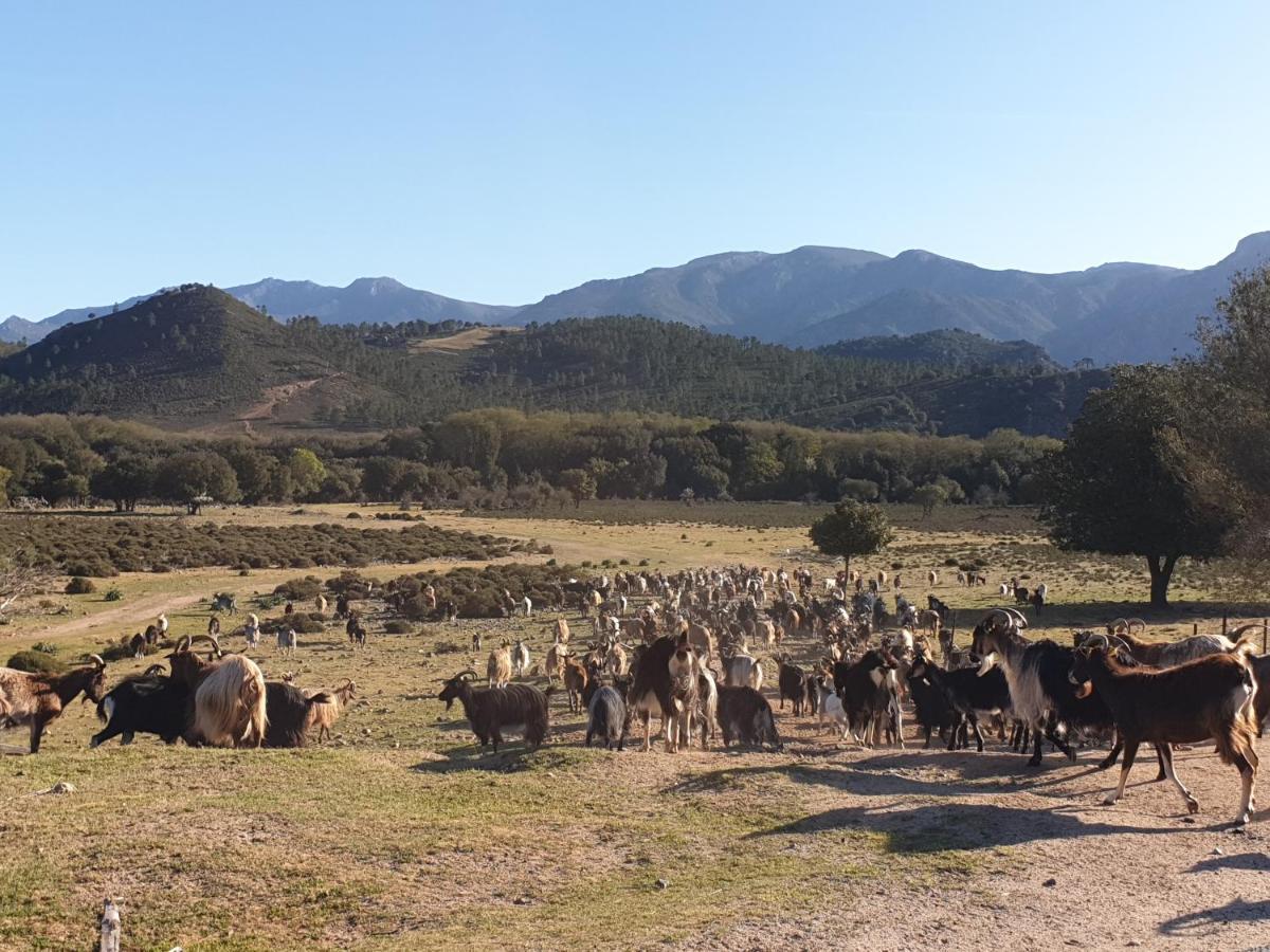 Moltifao Domaine U Filanciu - Casa Ghjulia - Centru Di Corsica 빌라 외부 사진