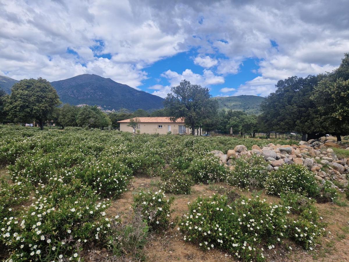 Moltifao Domaine U Filanciu - Casa Ghjulia - Centru Di Corsica 빌라 외부 사진